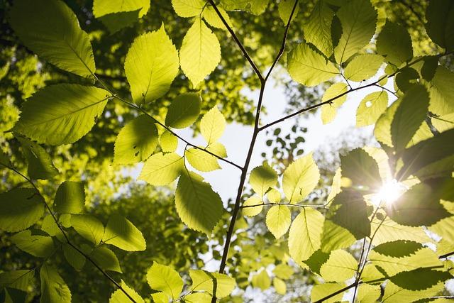 Přírodní a⁣ ekologické opalovací krémy: Výhody a nevýhody