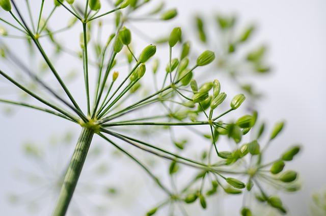 Helios Herb samoopalovací sprej recenze: Naše zkušenosti