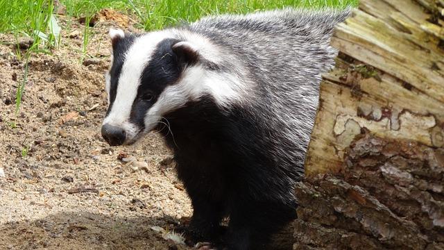 Badger opalovací krém recenze: Co říkají uživatelé