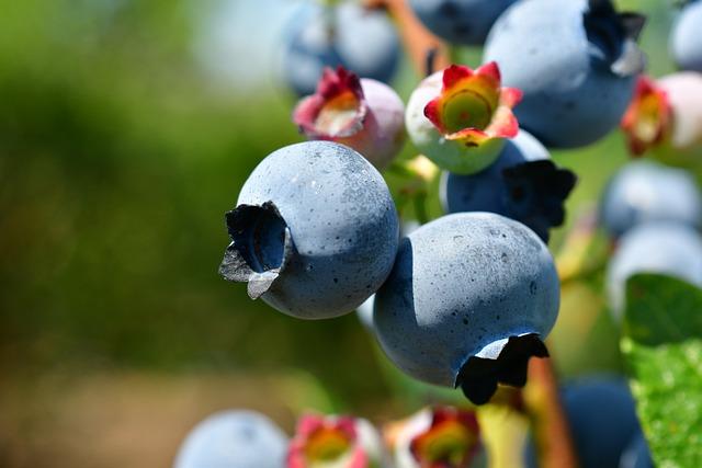 Význam Antioxidantů pro Ochranu Pokožky