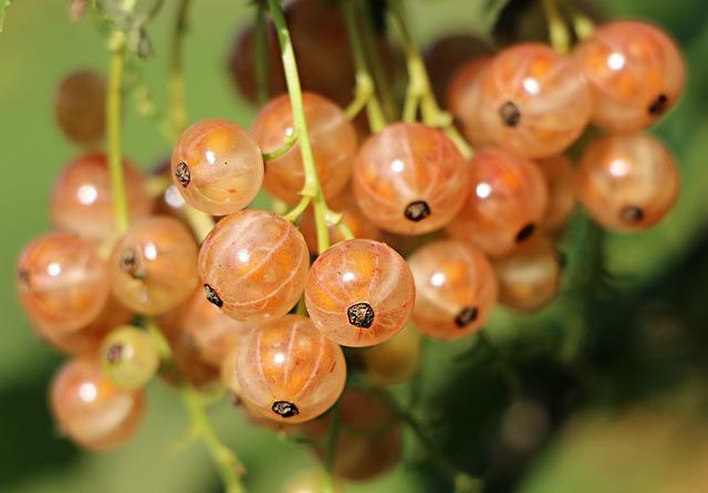 Význam antioxidantů v krémech po opalování